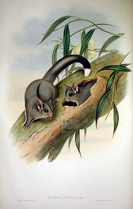 1863, John Gould