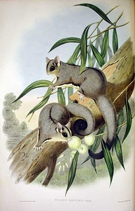 1863, John Gould